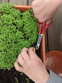 A student cutting an herb from a bush.