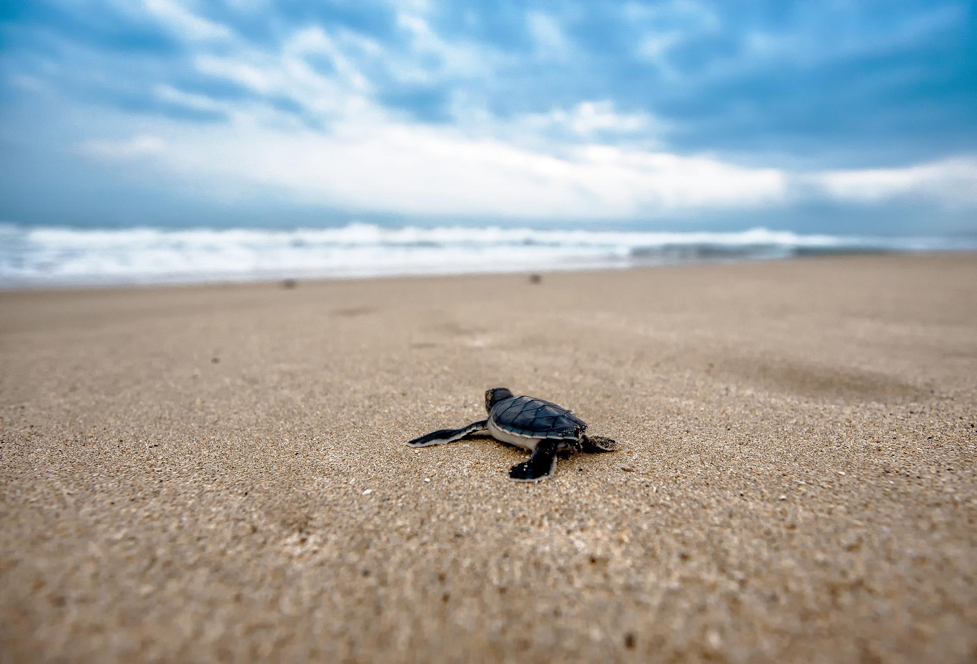 A baby turtle on the beach, crawling toward the ocean.