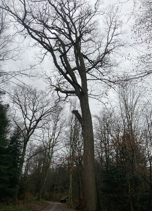 a tree in winter without leaves